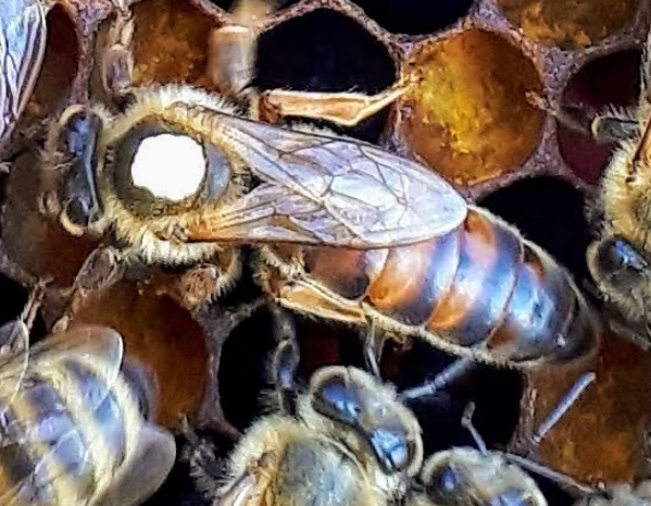 ITALIAN-HYBRID QUEEN - AVAILABLE FOR PICKUP END OF MAY 2026