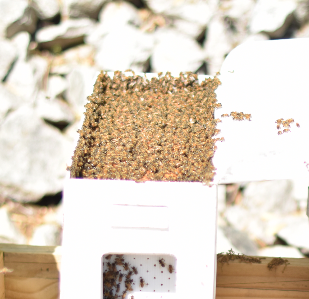 5-DEEP-FRAME NUC WITH CARNIOLAN-HYBRID QUEEN